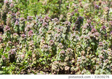 Himeodoricosoum 31639276