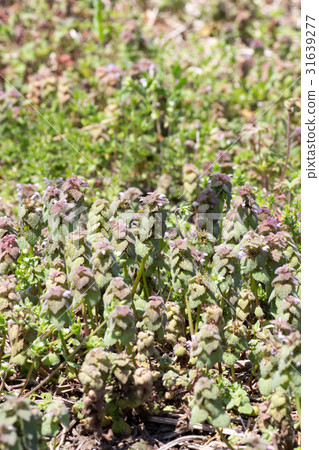 Himeodoricosoum 31639277