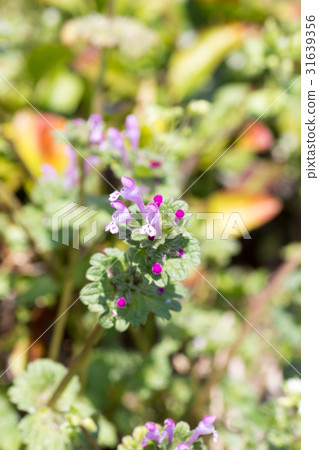 Himeodoricosoum 31639356