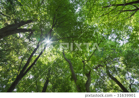 森林浴圖像背景材料 31639901