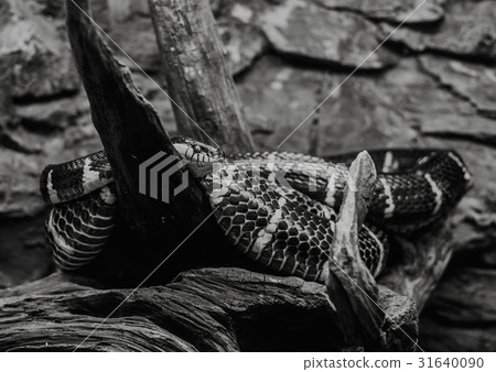 close up on mongorova snake on tree close up on mongorova snake on tree 31640090