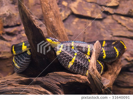 close up on mongorova snake on tree close up on mongorova snake on tree 31640091