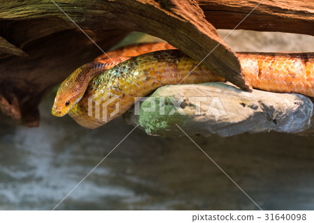 Close up on pantherophis guttatus on the rock Close up on pantherophis guttatus on the rock 31640098