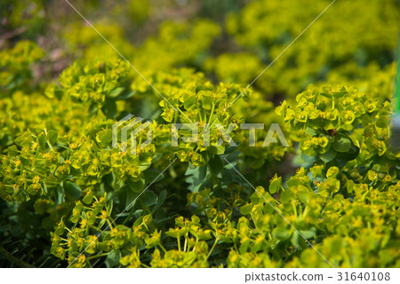 close up on euphorbia myrsinties plant 31640108