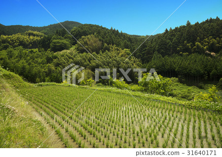 When rice terraced rice planting 31640171
