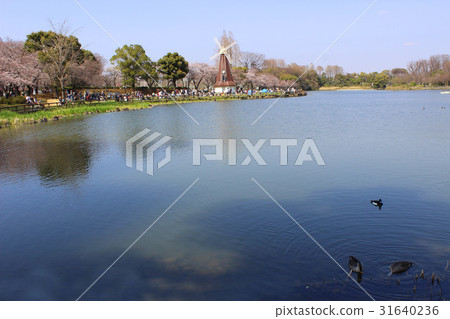 Ukima公園的春天 Ukima公園的春天 31640236