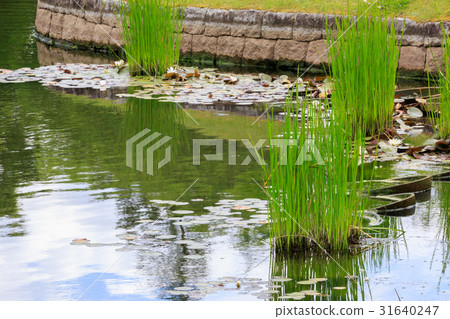 Children and ponds 31640247