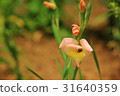Gladiolus 31640359