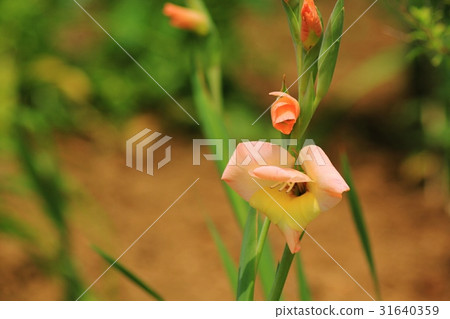 Gladiolus 31640359