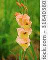 Gladiolus 31640360