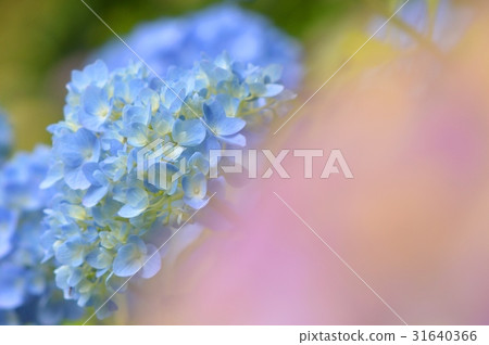 Light blue hydrangea Light blue hydrangea 31640366