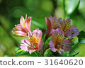 Alstroemeria 31640620