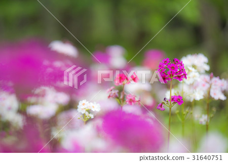 Sengagahama的Climson 31640751