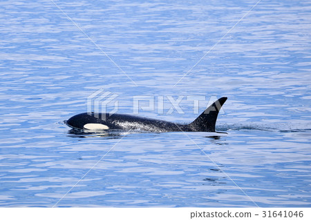 A orca off Rausu A orca off Rausu 31641046