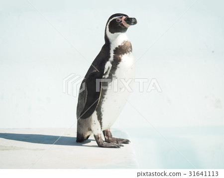 Penguin Penguin 31641113