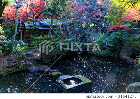 Autumn leaves garden 31641273