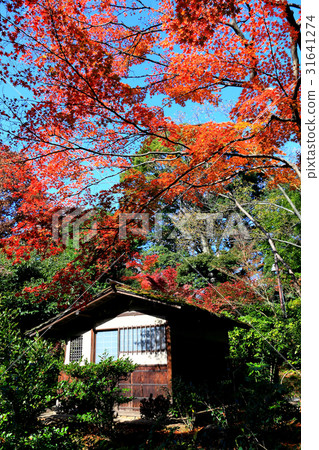 Autumn leaves in the tea room and its surroundings 31641274