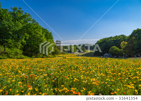 國家武藏山森林公園的冰島罌粟 31641354