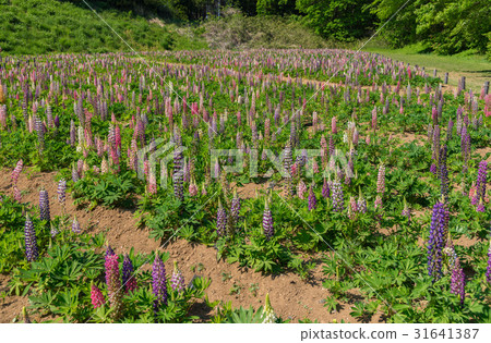 Lupine of the National Musashi Hills Forest Park Lupine of the National Musashi Hills Forest Park 31641387