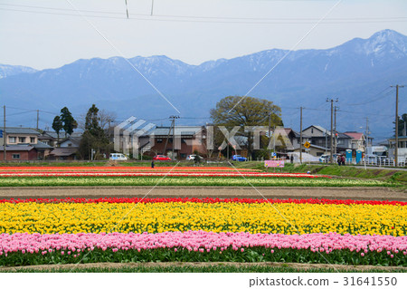 Niigata ken Gosen市鬱金香節日 Niigata ken Gosen市鬱金香節日 31641550