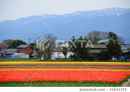 Niigata ken Gosen市鬱金香節日 Niigata ken Gosen市鬱金香節日 31641555