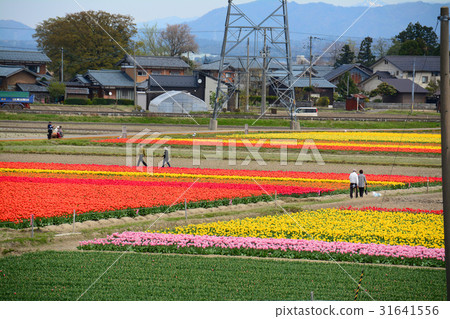 Niigata ken Gosen市鬱金香節日 Niigata ken Gosen市鬱金香節日 31641556