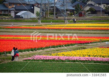 Niigata ken Gosen市鬱金香節日 Niigata ken Gosen市鬱金香節日 31641565