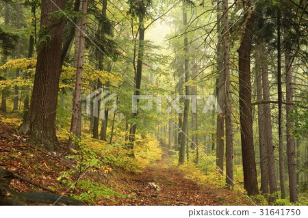 Path through the autumn beech forest Path through the autumn beech forest 31641750