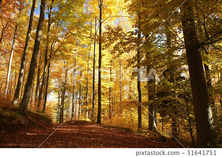 Autumn beech forest 31641751