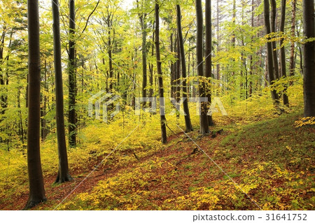 Autumn beech forest 31641752
