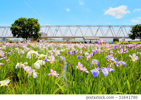 Hana shawub irises iris 31641780