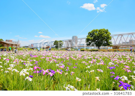 Hana shawub irises iris 31641783