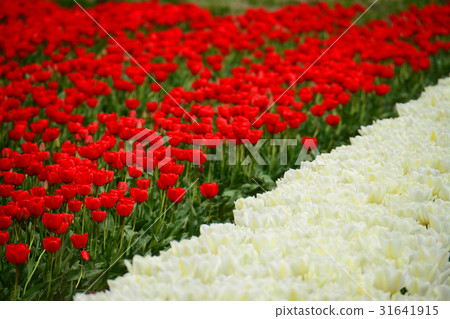 Niigata ken Gosen市鬱金香節日 Niigata ken Gosen市鬱金香節日 31641915