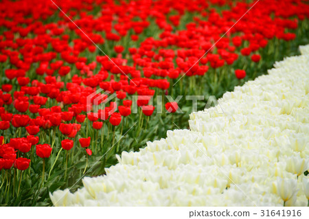 Niigata ken Gosen市鬱金香節日 Niigata ken Gosen市鬱金香節日 31641916