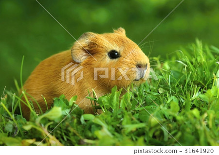 Cute baby guinea pig 31641920