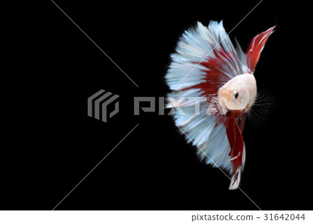 Half red and blue Betta Siamese fighting fish, Bet 31642044