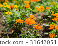 marigold flowers. 31642051