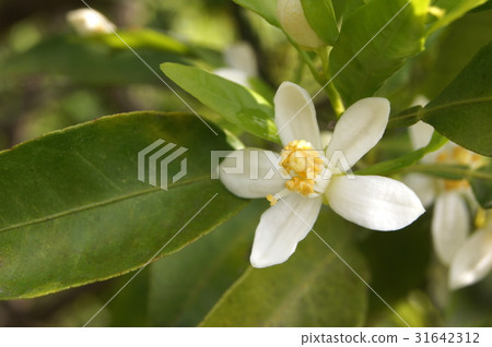 Decorative flowers 31642312