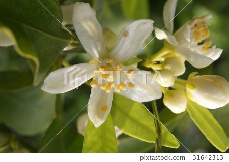 Decorative flowers 31642313