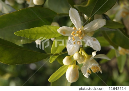 Decorative flowers Decorative flowers 31642314