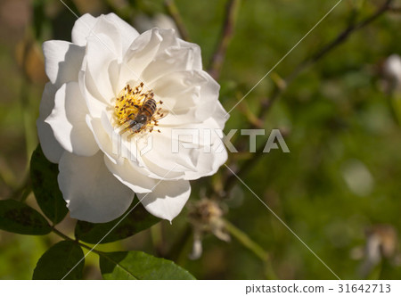 one bee on the white rose under the sunlight one bee on the white rose under the sunlight 31642713