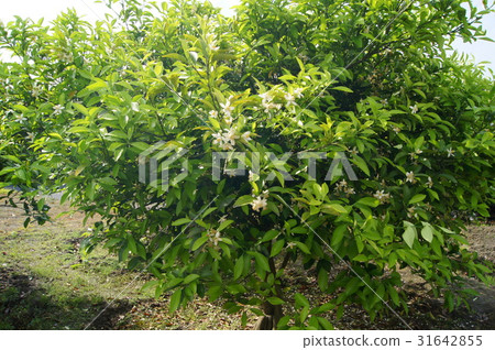 Qingdao mandarin flowers (Wenzhou oranges): Hamamatsu special product Qingdao mandarin flowers (Wenzhou oranges): Hamamatsu special product 31642855