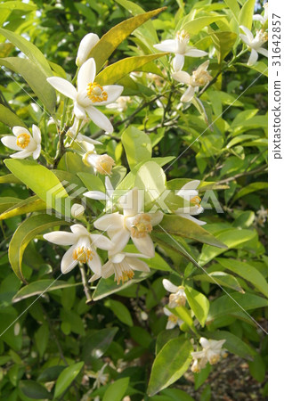 Qingdao mandarin flowers (Wenzhou oranges): Hamamatsu special product Qingdao mandarin flowers (Wenzhou oranges): Hamamatsu special product 31642857