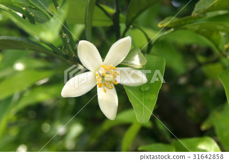 Qingdao Mandarin Flowers Wenzhou Oranges Stock Photo