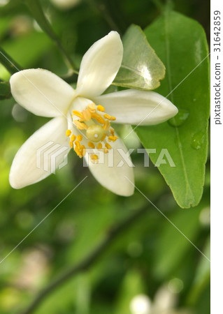 Qingdao mandarin flowers (Wenzhou oranges): Hamamatsu special product 31642859