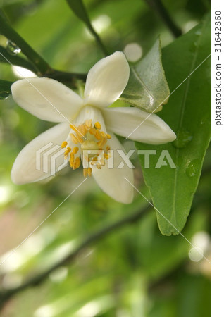 Qingdao mandarin flowers (Wenzhou oranges): Hamamatsu special product Qingdao mandarin flowers (Wenzhou oranges): Hamamatsu special product 31642860