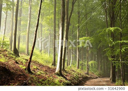 Spring beech forest in the fog Spring beech forest in the fog 31642900