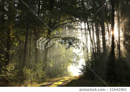 Dirt road through the woods at dawn 31642901