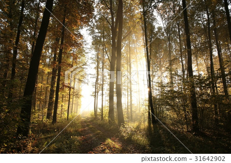Autumn deciduous forest at sunrise 31642902