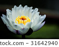 beautiful lotus flower 31642940